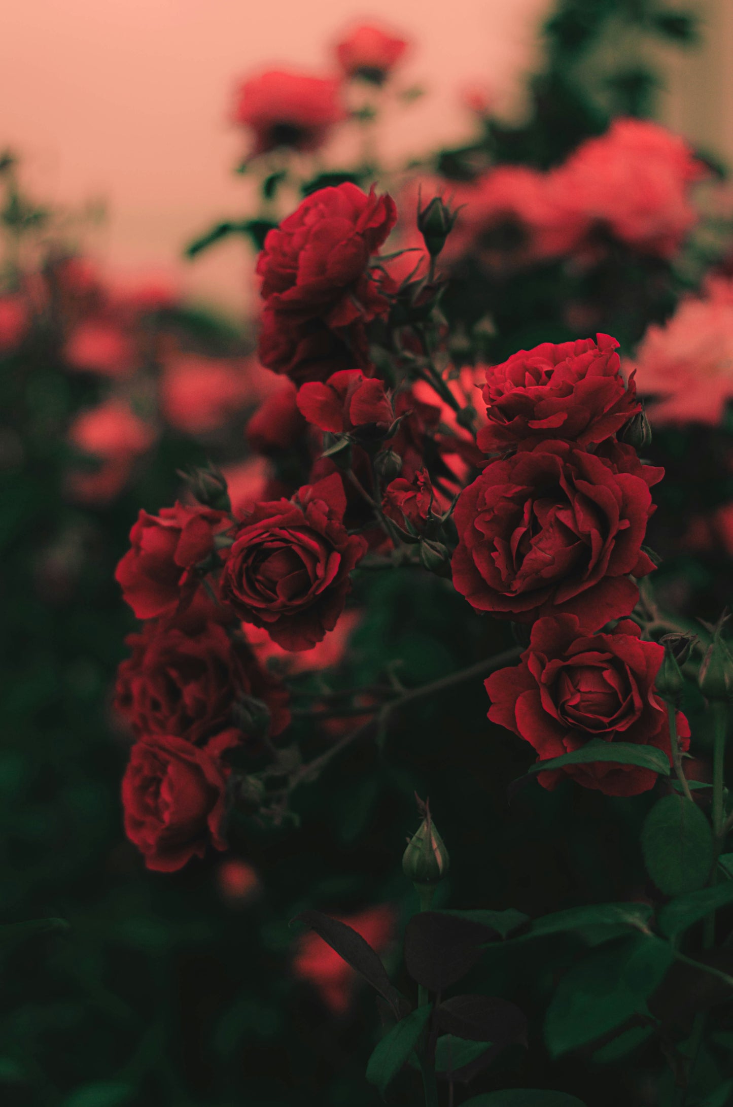 Rose Nostalgia - 30mL EDP濃香水